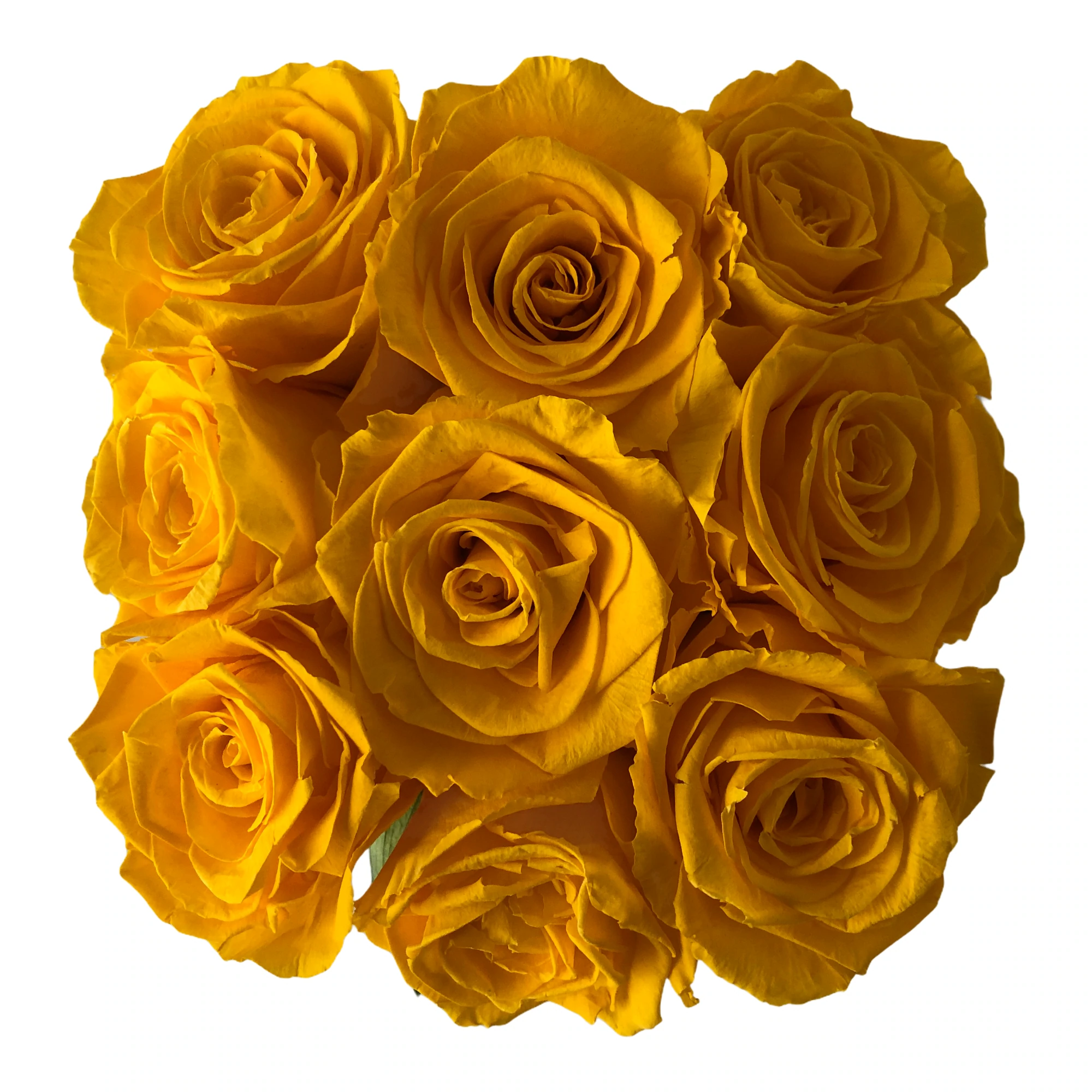 SUNNY ROSES-ROSAS PRESERVADAS - Imagen 2