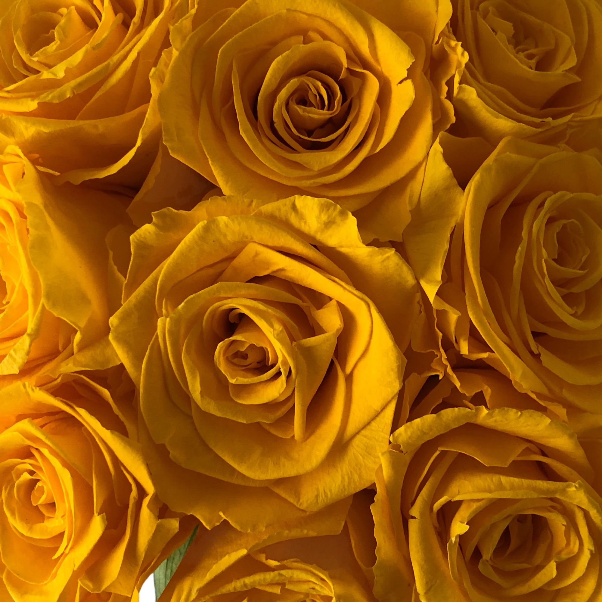 SUNNY ROSES-ROSAS PRESERVADAS - Imagen 3