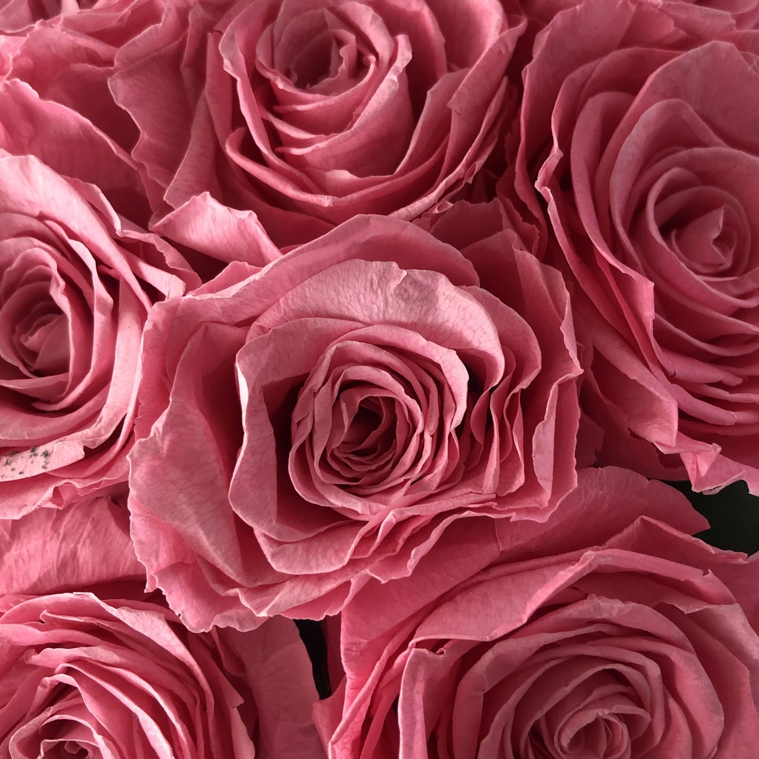 SUTILEZA_ COLECCIÓN PALABRAS PARA MUJER - Imagen 5