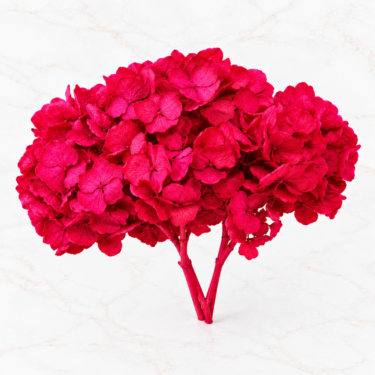 HORTENSIA IMPORTADA - Imagen 4