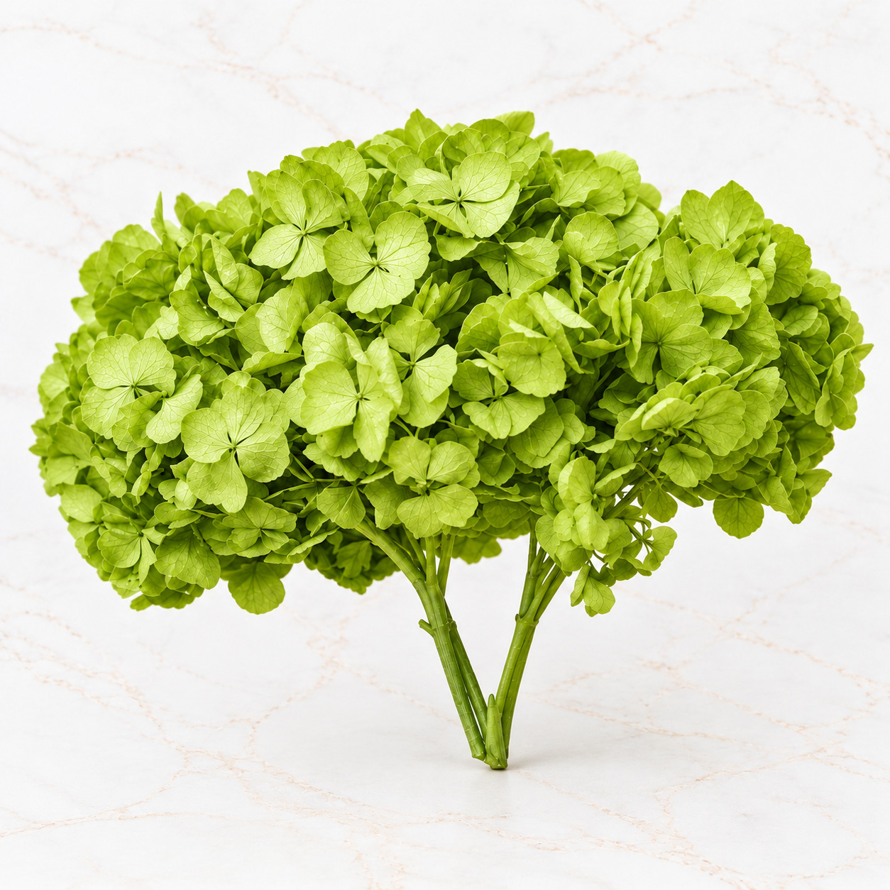 HORTENSIA NACIONAL - Imagen 7