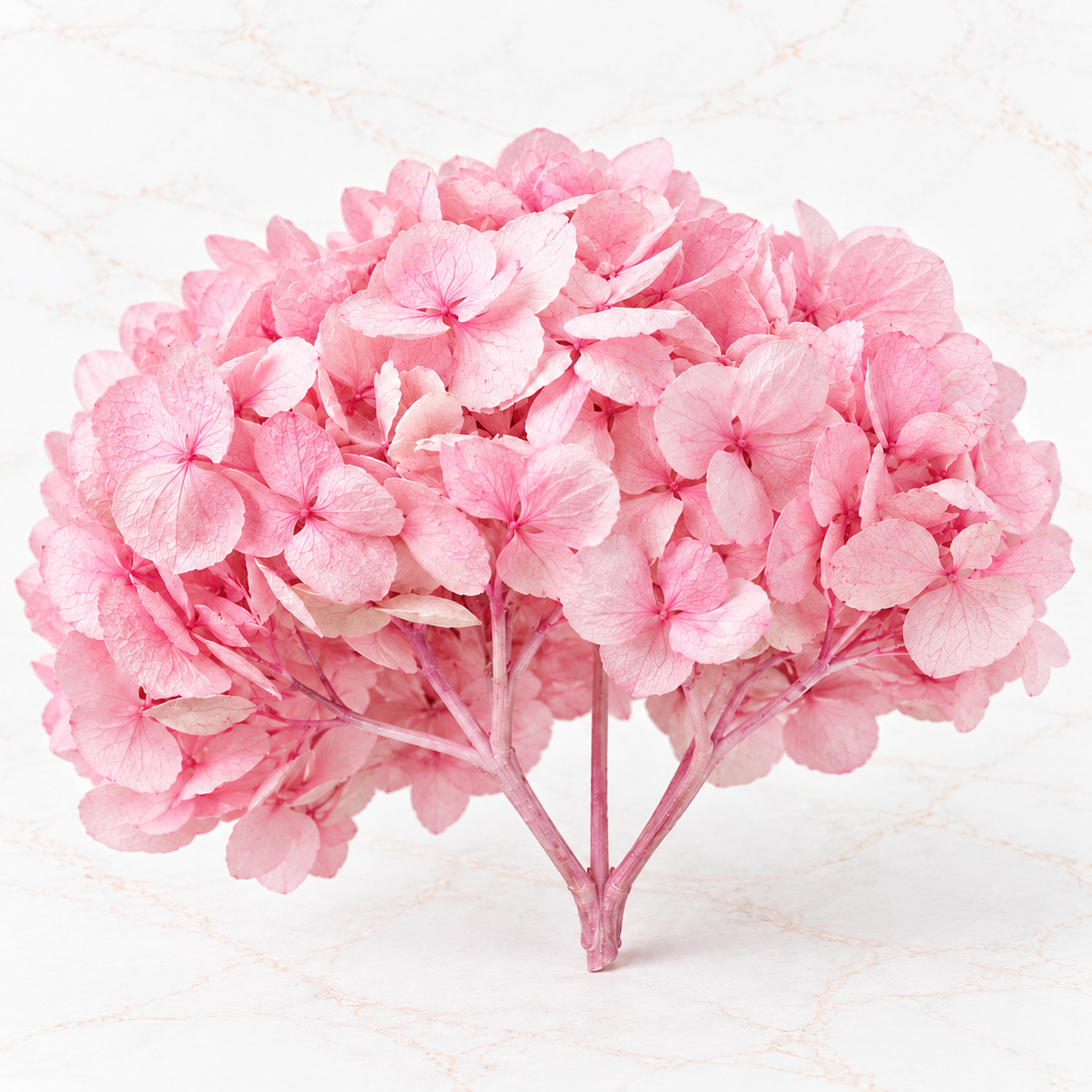 HORTENSIA NACIONAL - Imagen 4