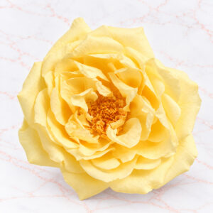 FRENCH MARIANNE X 12 - MORNING YELLOW
