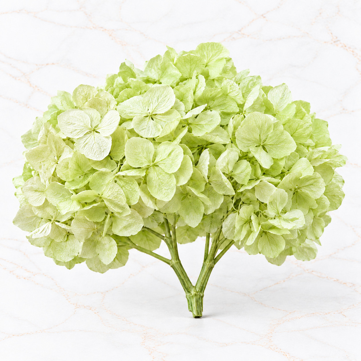 HORTENSIA IMPORTADA - Imagen 3