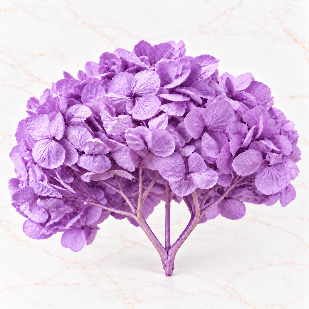 HORTENSIA NACIONAL - Imagen 6