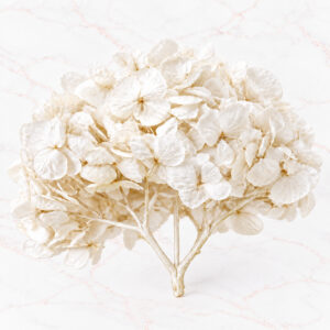 HORTENSIA IMPORTADA