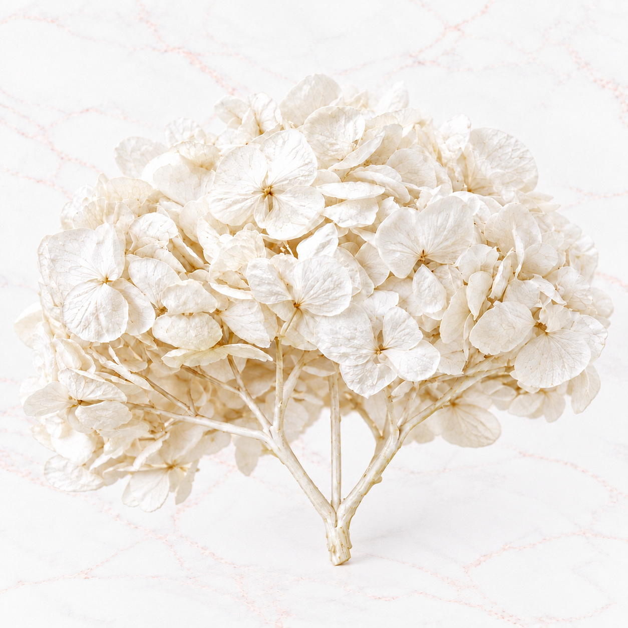 HORTENSIA IMPORTADA