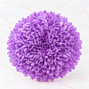 CRISANTEMO X 6 - SWEET LILAC