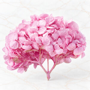 HORTENSIA NACIONAL