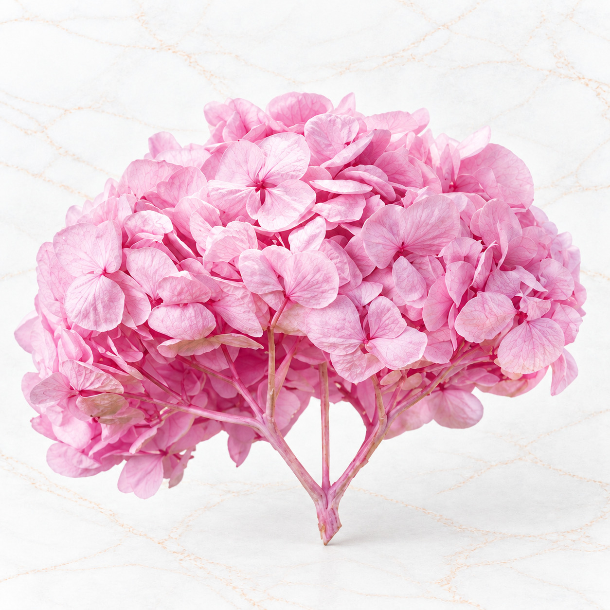 HORTENSIA IMPORTADA - Imagen 2