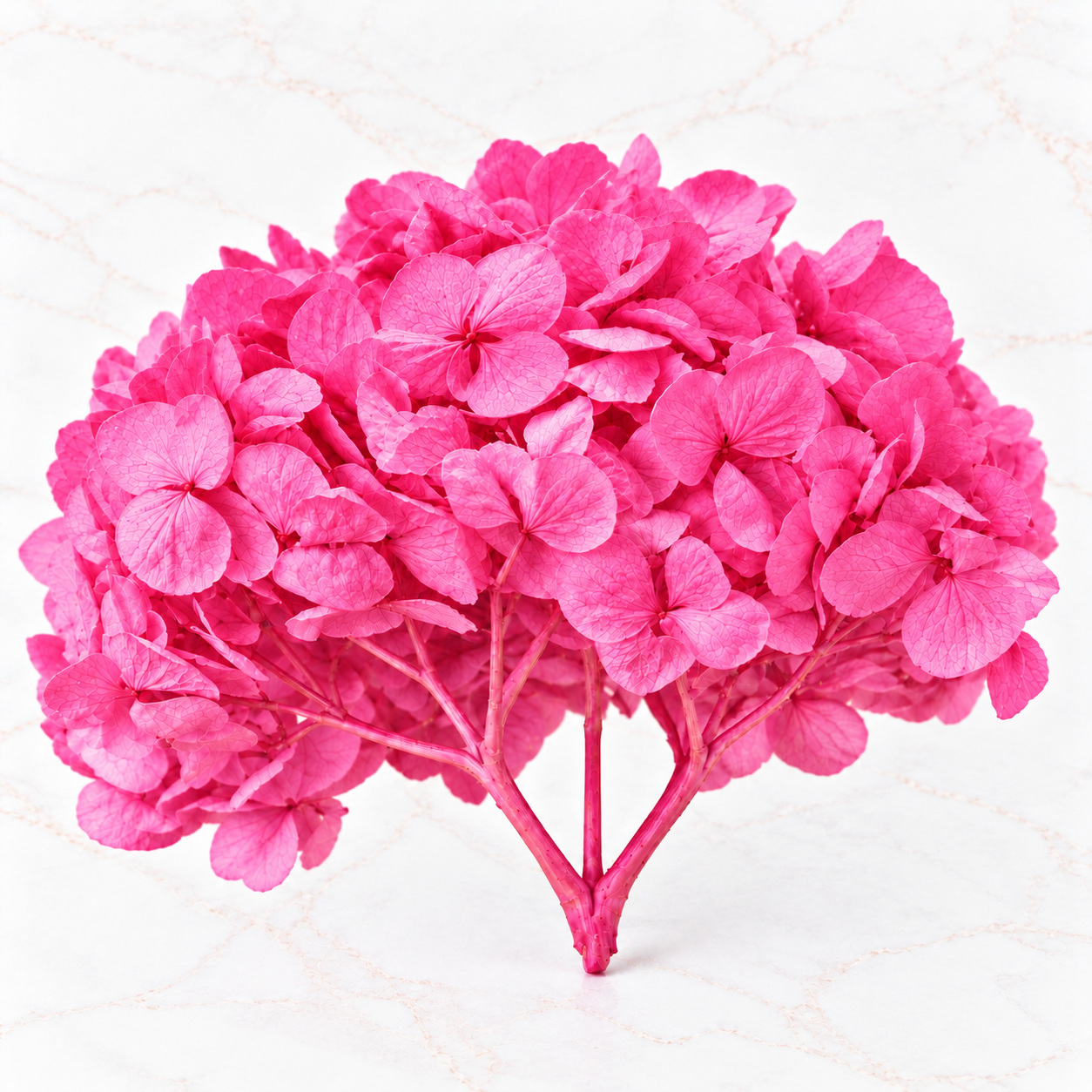 HORTENSIA NACIONAL - Imagen 3