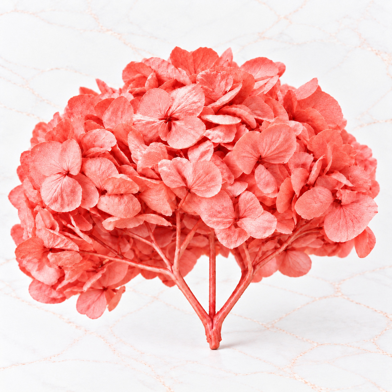 HORTENSIA NACIONAL - Imagen 2