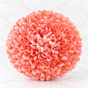 CRISANTEMO X 6 - PEACH