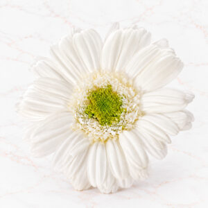 GERBERA X 9 - WHITE