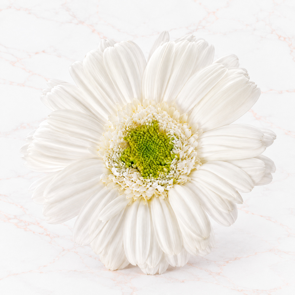GERBERA X 9 - WHITE
