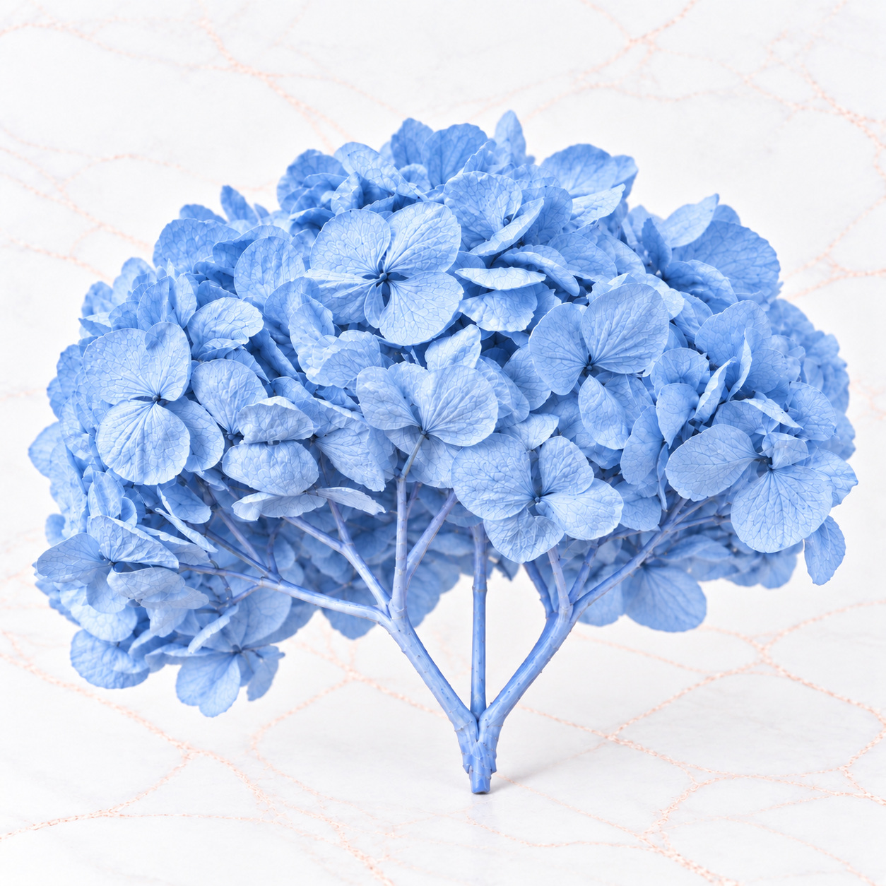 HORTENSIA IMPORTADA - Imagen 5