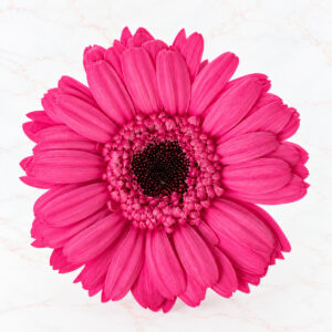 GERBERA X 9 - STRAWBERRY