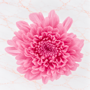 CRISANTEMO MINI X 12 - PEACH