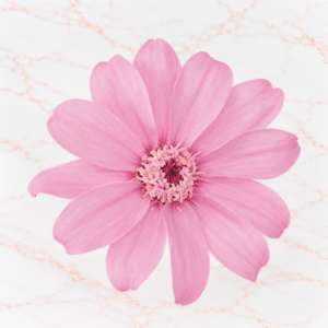ZINNIA SMALL X 12 - CHRYSTAL PINK