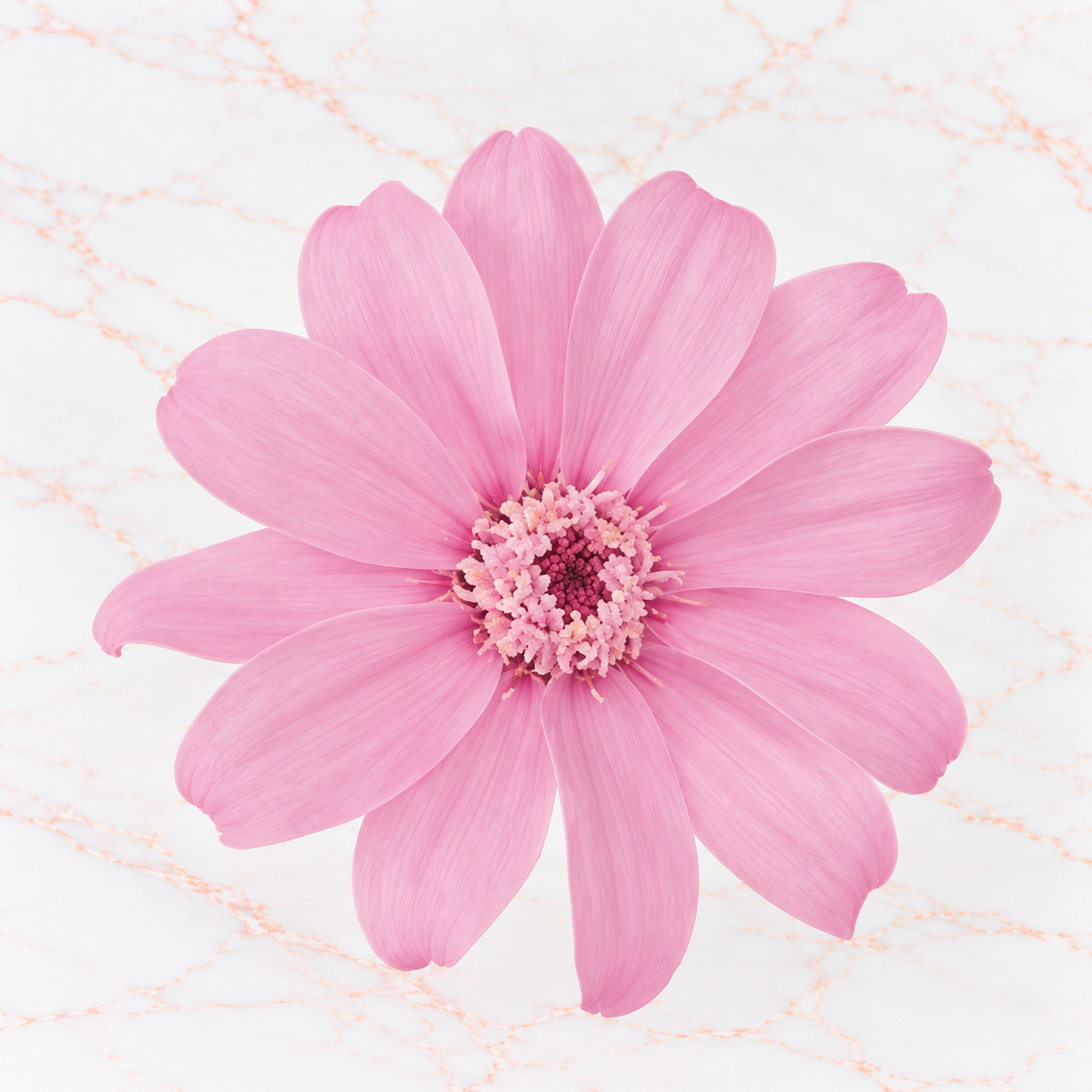 ZINNIA SMALL X 12 - CHRYSTAL PINK