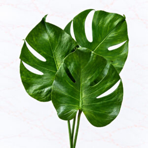 MONSTERA X 3 - MEDIUM