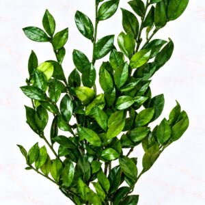 CAMELIA - X5 - GREEN