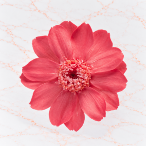ZINNIA SMALL X 12 - MACAROON PINK