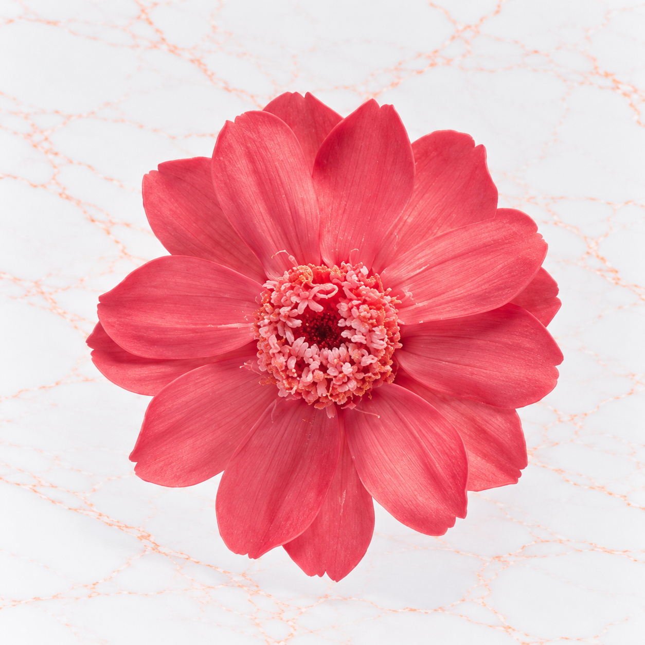 ZINNIA SMALL X 12 - MACAROON PINK