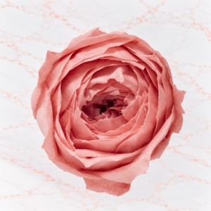 RANUNCULO X 9 - BON BON PINK