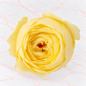 RANUNCULO X 9 - MORNING YELLOW