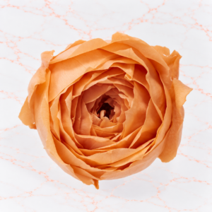 RANUNCULO X 9 - TART ORANGE