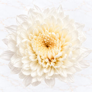 DAHLIA GRACE X 2 - WHITE