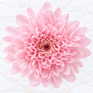 CRISANTEMO MINI X 12 - SHERBET PINK