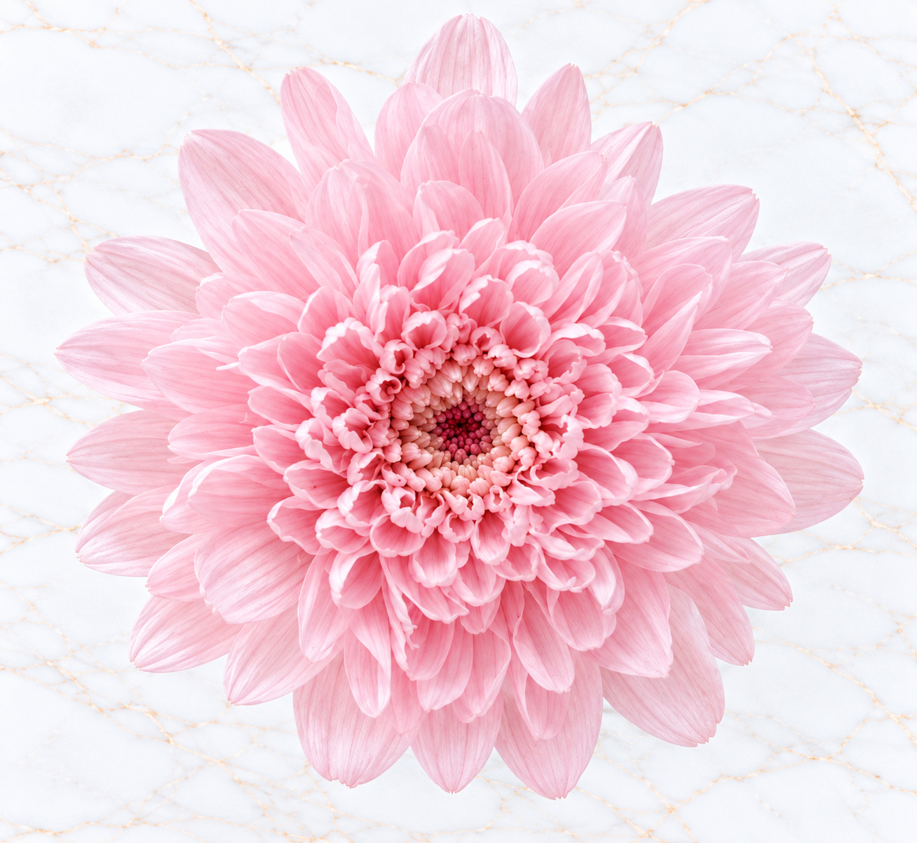 CRISANTEMO MINI X 12 - SHERBET PINK