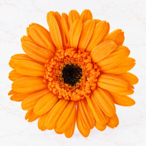 GERBERA X 9 - FRUITY ORANGE