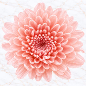 CRISANTEMO MINI X 12 - SILKY PINK