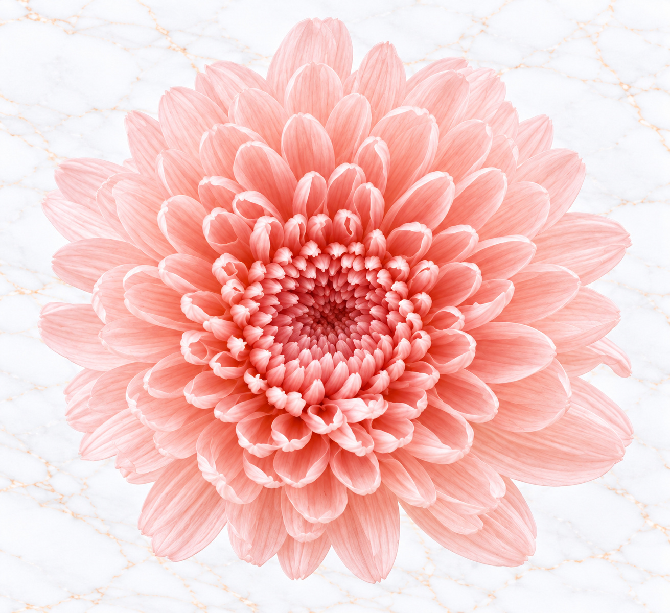 CRISANTEMO MINI X 12 - SILKY PINK