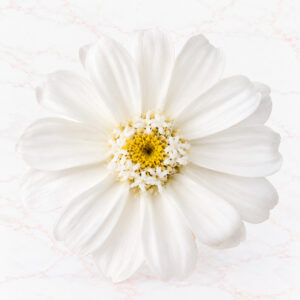 ZINNIA SMALL X 12 - WHITE