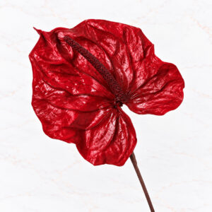 ANTHURIUM X 3 - WINE RED