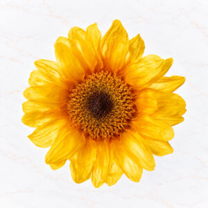 GIRASOL X 2