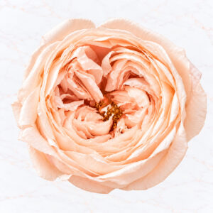 ROSE TEMARI X 8 - WHITE CHAMPAGNE