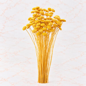 BOTON X 85 - GOLDEN YELLOW