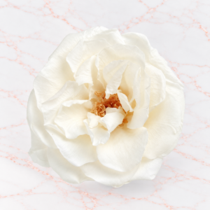 FRENCH MARIANNE X 12 - PURE WHITE