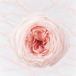 ROSE TEMARI X 8 - WHITE CORAL