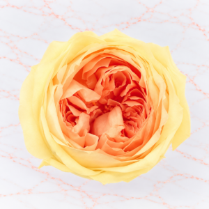 ROSE TEMARI X 8 - YELLOW PEACH