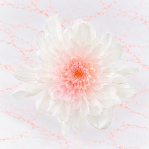 MINI CLAVEL X 6 - WHITE PINK
