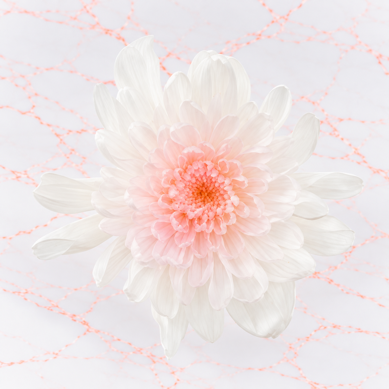 MINI CLAVEL X 6 - WHITE PINK