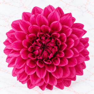 DAHLIA GRACE X 2 - STRAWBERRY