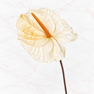 ANTHURIUM X 3 - NATURAL WHITE