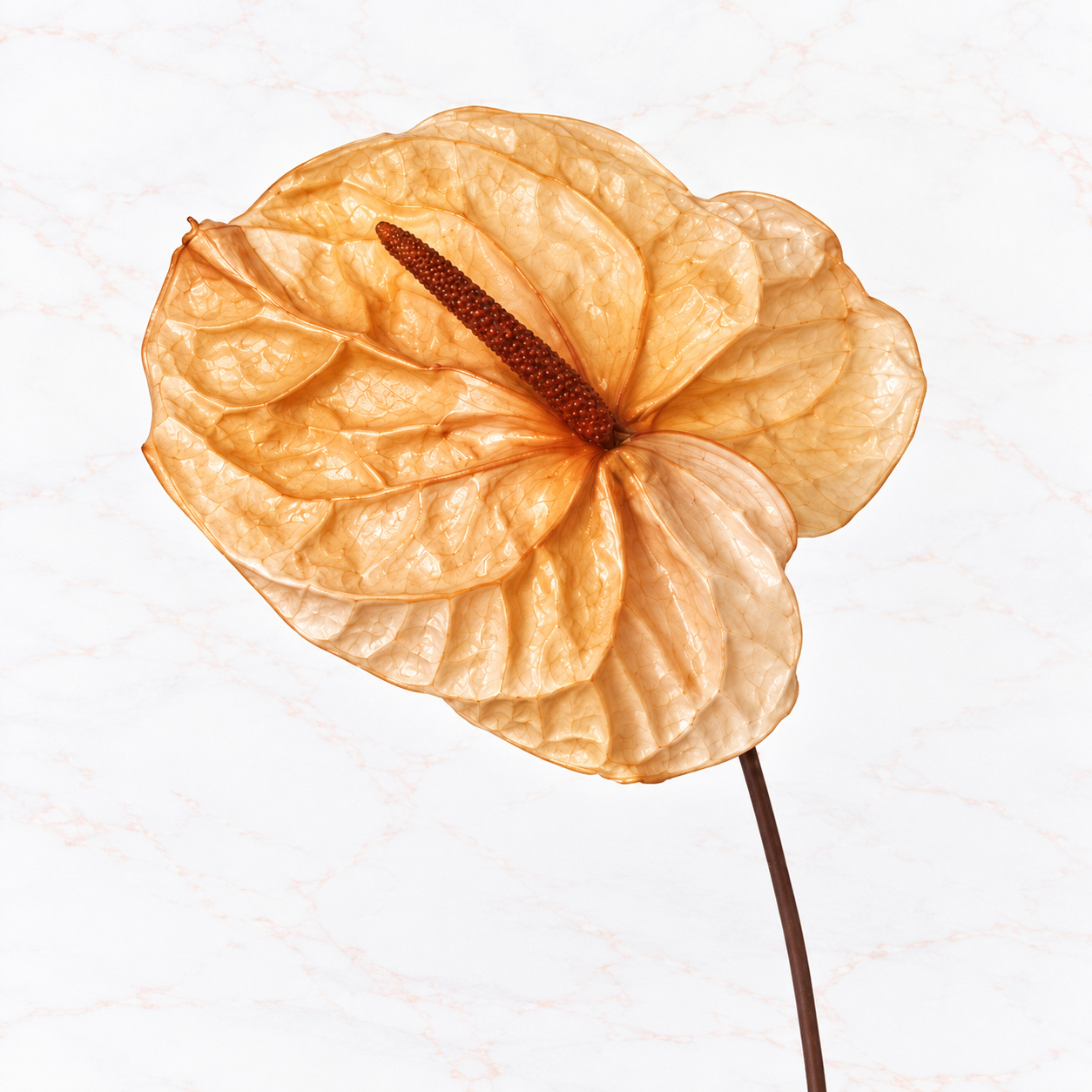 ANTHURIUM X 3 - CHAMPAGNE PINK